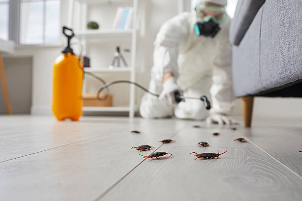Trusted Rodent Control service in Union Hall, VA - Nex Pest Control